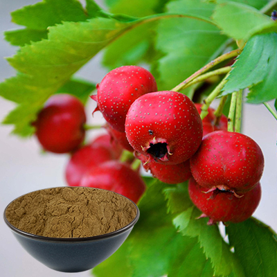 What are the hawthorn berries's benefits？