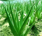 Aloe vera extract's functions and points for attention