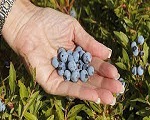 Blueberry powder's efficacy and function
