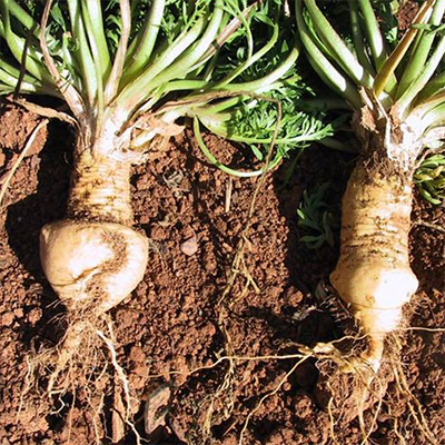 Maca Extract