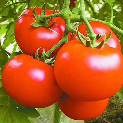 What is tomato powder used for?