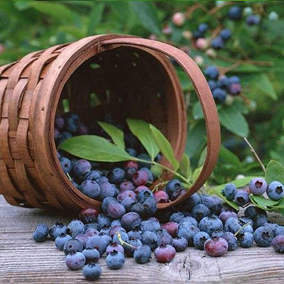 Blueberry Powder
