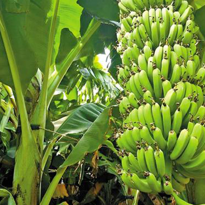 Banana Powder