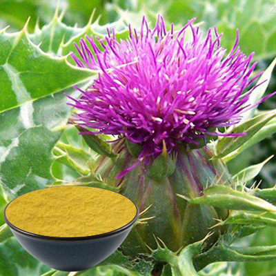  What is milk thistle characteristics and morphology?